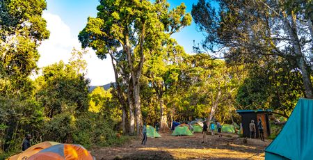 Kilimanjaro – Mti Mkubwa 2895 meter