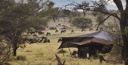 Siringit Migration Camp Ndutu