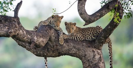 Zuid Afrika Archieven » Matoke