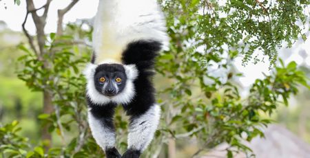 Madagascar vakantie - Rondreis & reizen naar Madagascar Afrika