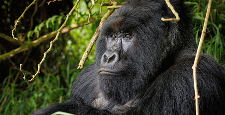 Foto Gorilla door Wilco van Dijen