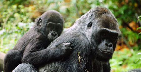 Rwanda Archieven » Matoke