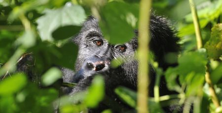 Oeganda & Kenia – Jungle & Safari