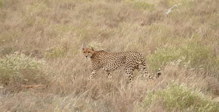 Kenia Archieven » Matoke