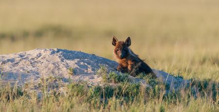 Botswana Archieven » Matoke