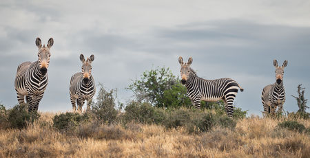Zuid Afrika Archieven » Matoke