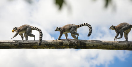 Madagascar Archieven » Matoke