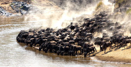 De jaarlijkse Grote Migratie van gnoes en andere grazende herbivoren door het Serengeti-Mara-ecosysteem is een van de grootste spektakels in de natuurlijke wereld. Ongeveer 200.000 zebra's en 500 000 Thomson's gazelle ...en anderhalf miljoen gnoes nemen deel aan deze reis !