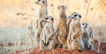 Namibië Archieven » Matoke