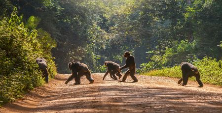 Wandelreizen Afrika | Hiking & trekking | actieve reis Afrika | Matoke Tours