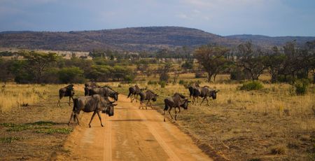 Zuid Afrika Archieven » Matoke