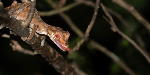 Madagascar Prijzen - Wat zijn de kosten voor een reis door Madagascar?