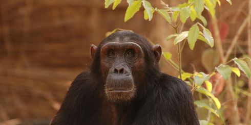 Luxe safari in Tanzania – uit liefde voor Afrika | Matoke Tours