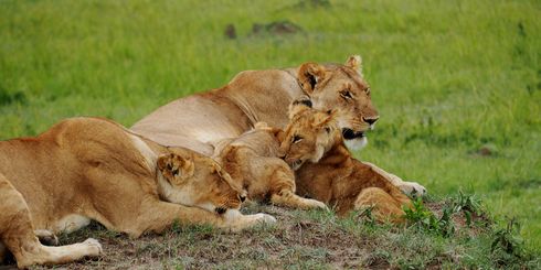 Accommodaties Kenia