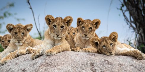 Kilimanjaro beklimmen - Beklim de hoogste berg van Afrika | Matoke Tours