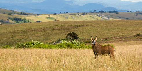 Vakantie Malawi - Safari Malawi reizen | Matoke Tours