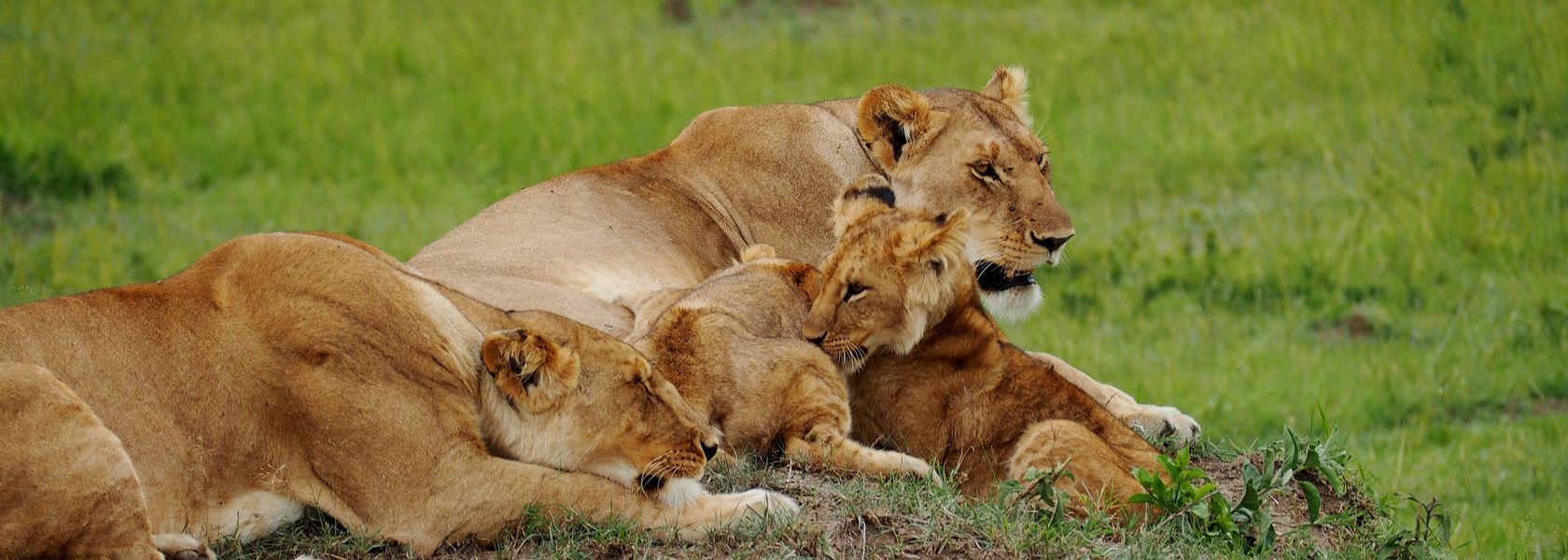 Matoke Tours