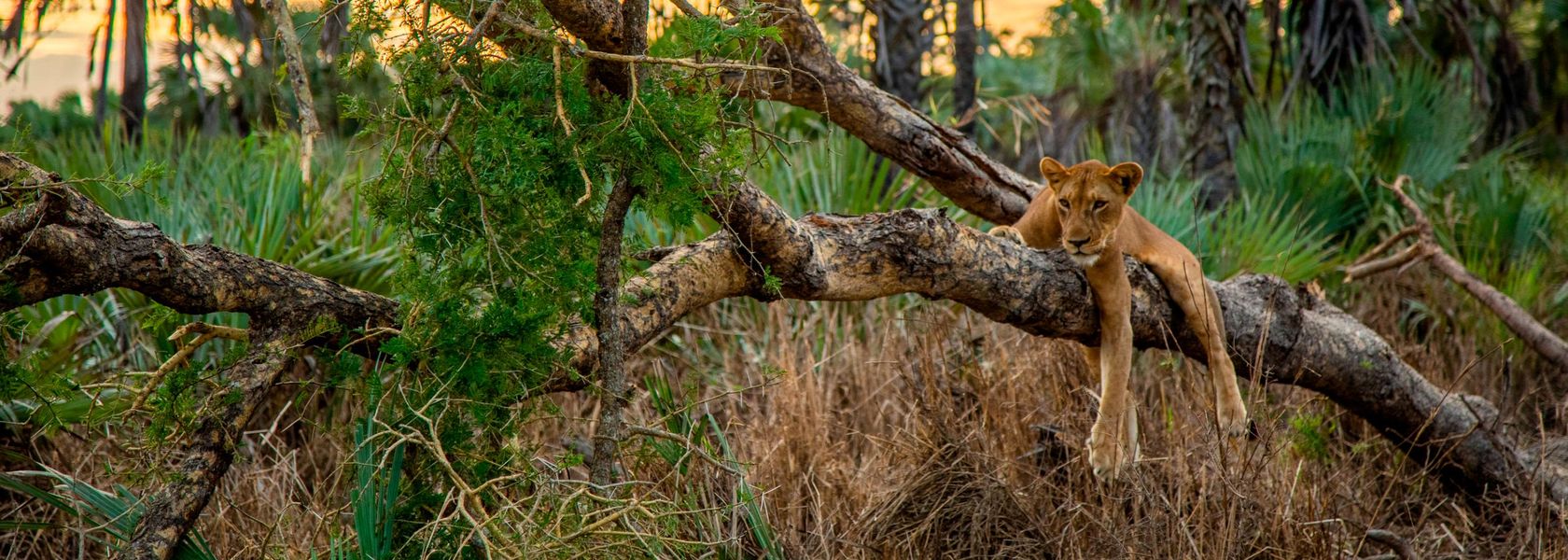 Gorongosa National Park | Safari in Mozambique | Matoke Tours