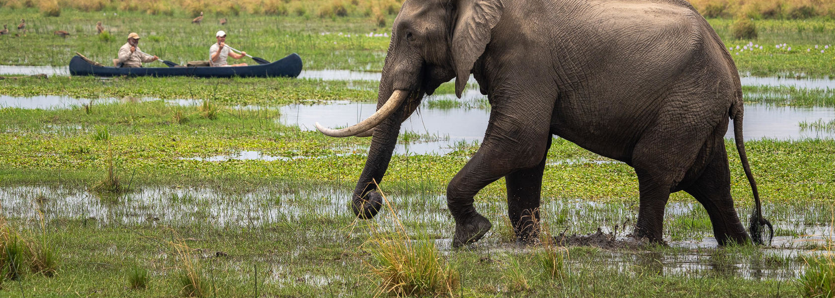 Beste reistijd voor een safari in Afrika | Matoke Tours