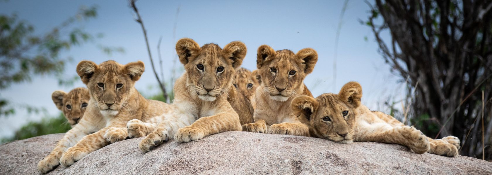 Lion safari serengeti