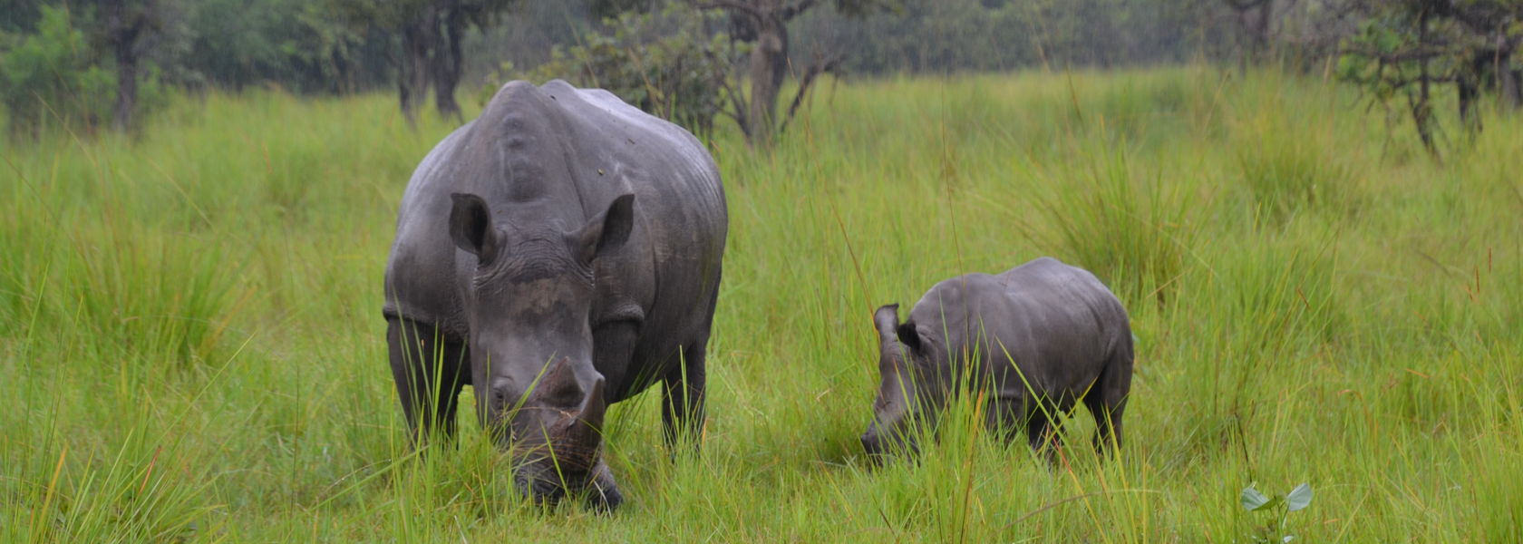 Ziwa Neushoorns - Oeganda - Rhino Fund » Matoke