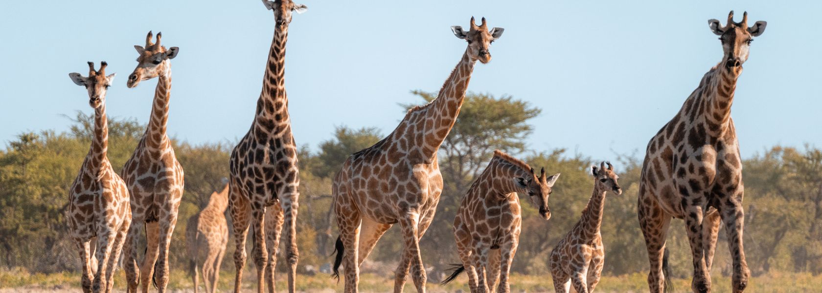 Beste reistijd voor een safari in Afrika | Matoke Tours