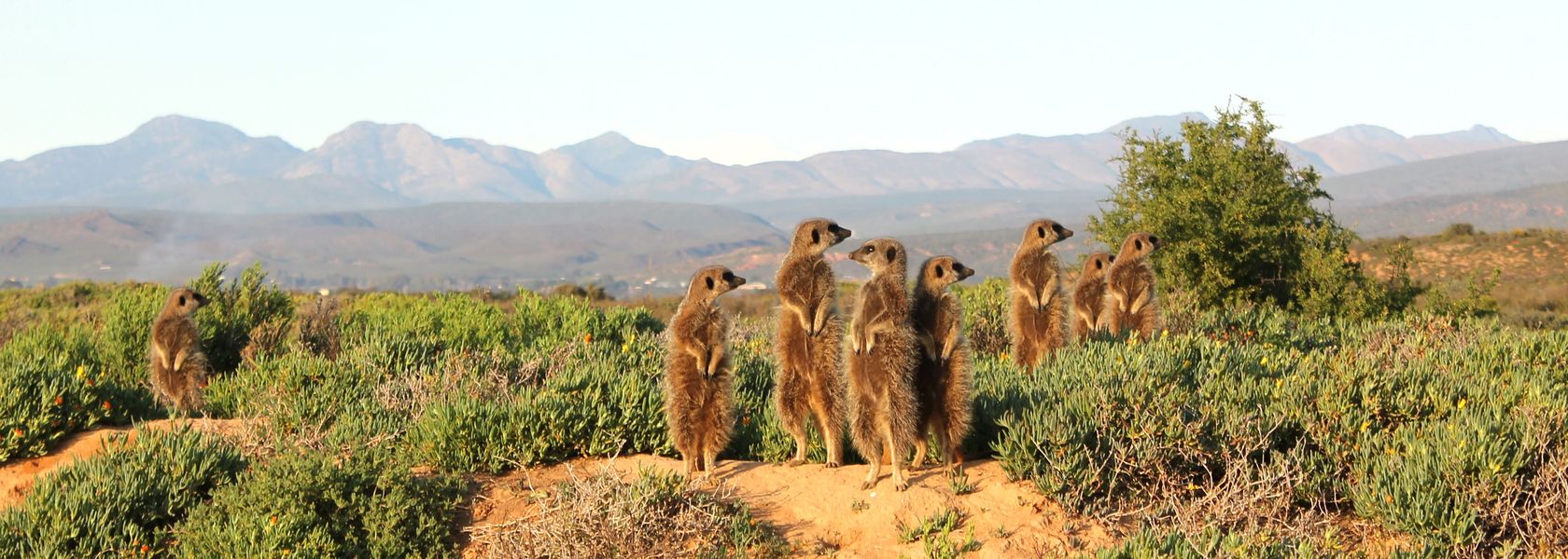 Oudtshoorn - de hoofdstad van Klein Karoo | Matoke Tours