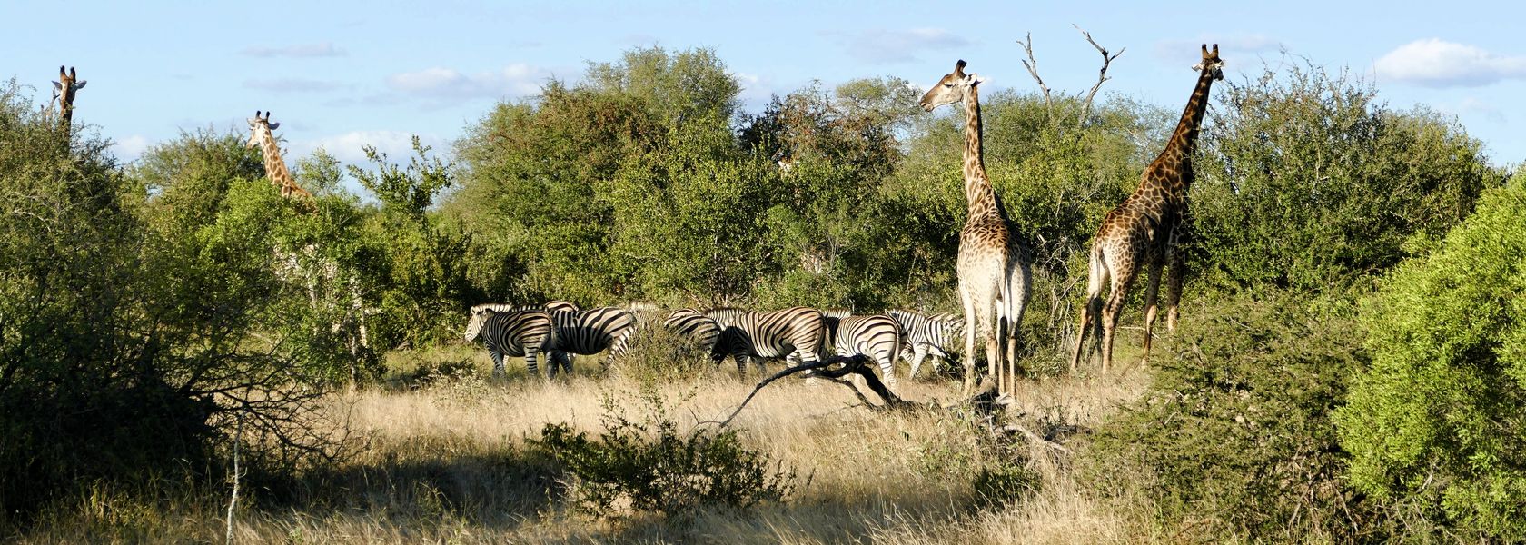 Matoke Tours