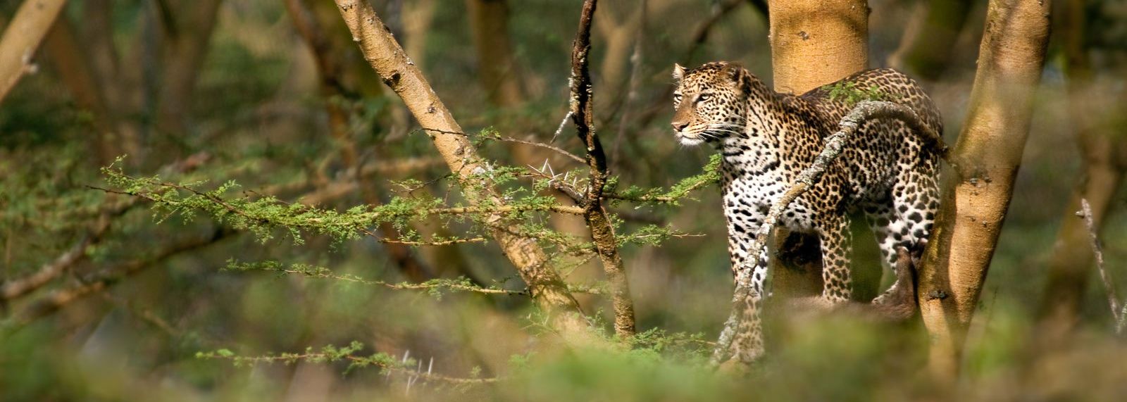 13-daagse safari reis door Zambia: Busanga Plains en South Luangwa