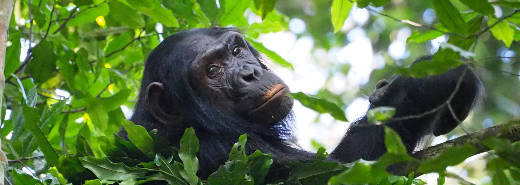 Chimpansees Oeganda - Entebbe Zoo - Uganda Wildlife Education Centre