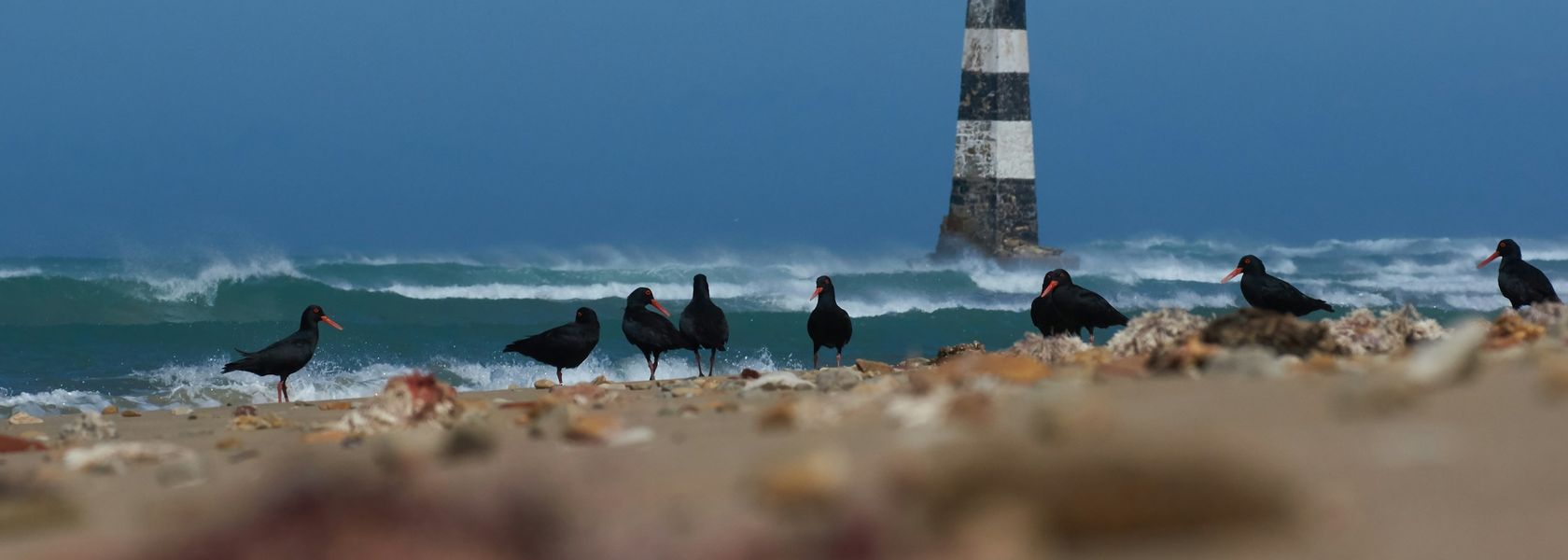 Port Elizabeth - zonnige kuststad aan de Oostkaap | Matoke Tours