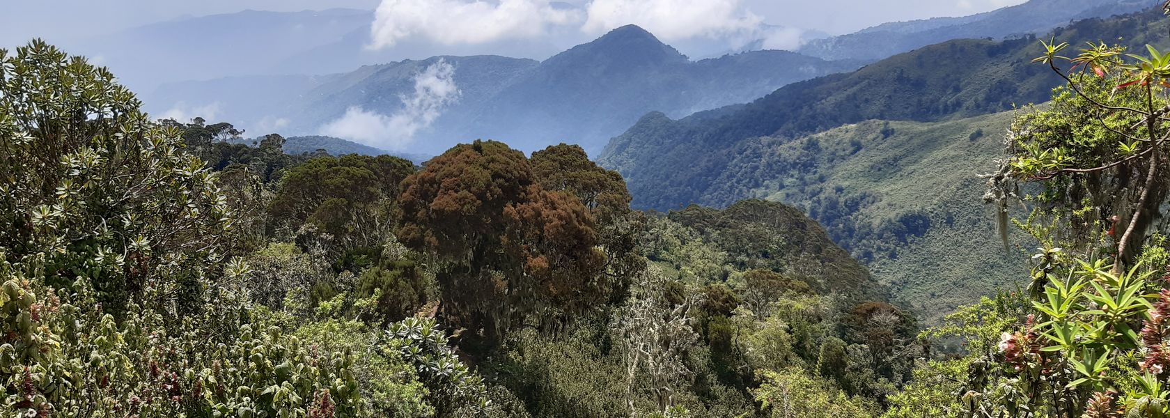 Rwenzori beklimmen | trekking Weismann Piek | Matoke Tours