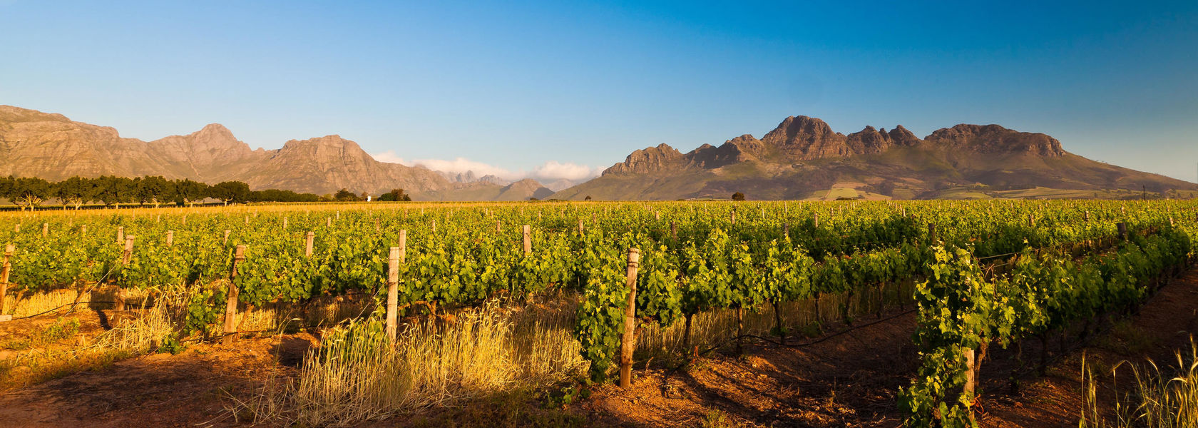 Kaapse Wijnlanden - Cape Winelands - Zuid-Afrika - Matoke Tours