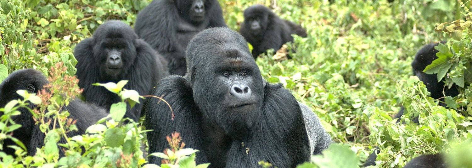 Gorillagroepen in Rwanda » Matoke