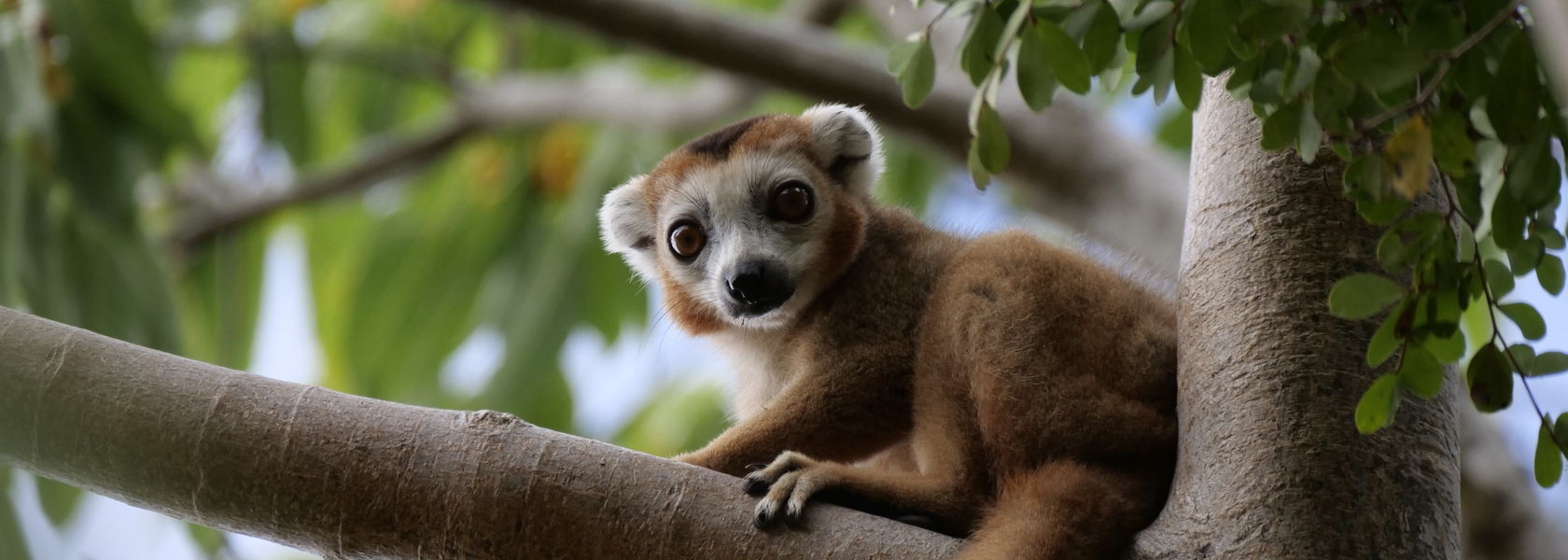 prijzen madagascar