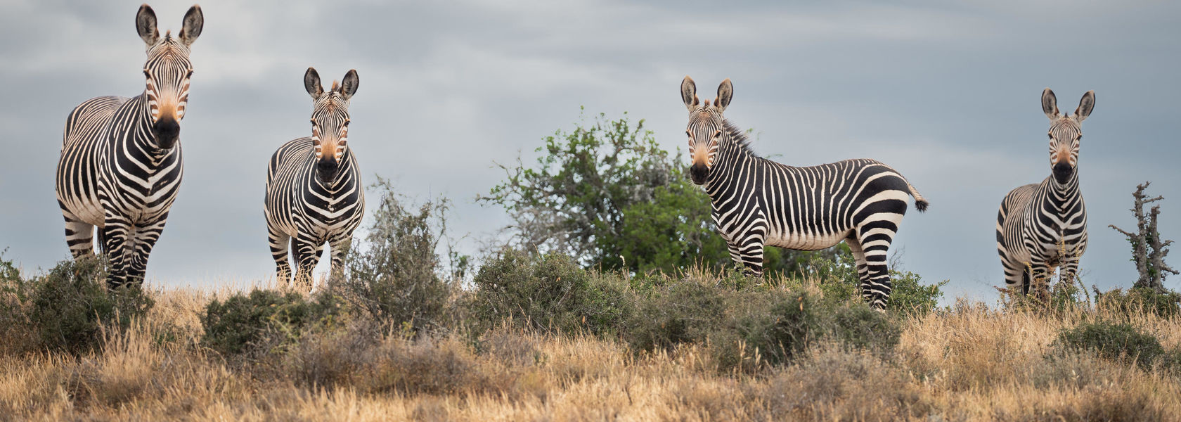 Addo Elephant - Nationaal Park - Zuid-Afrika - Matoke Tours