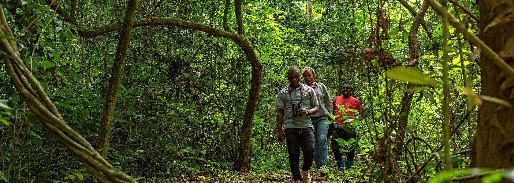Bugoma Forest | Chimpanzee trekking in Uganda | Matoke Tours