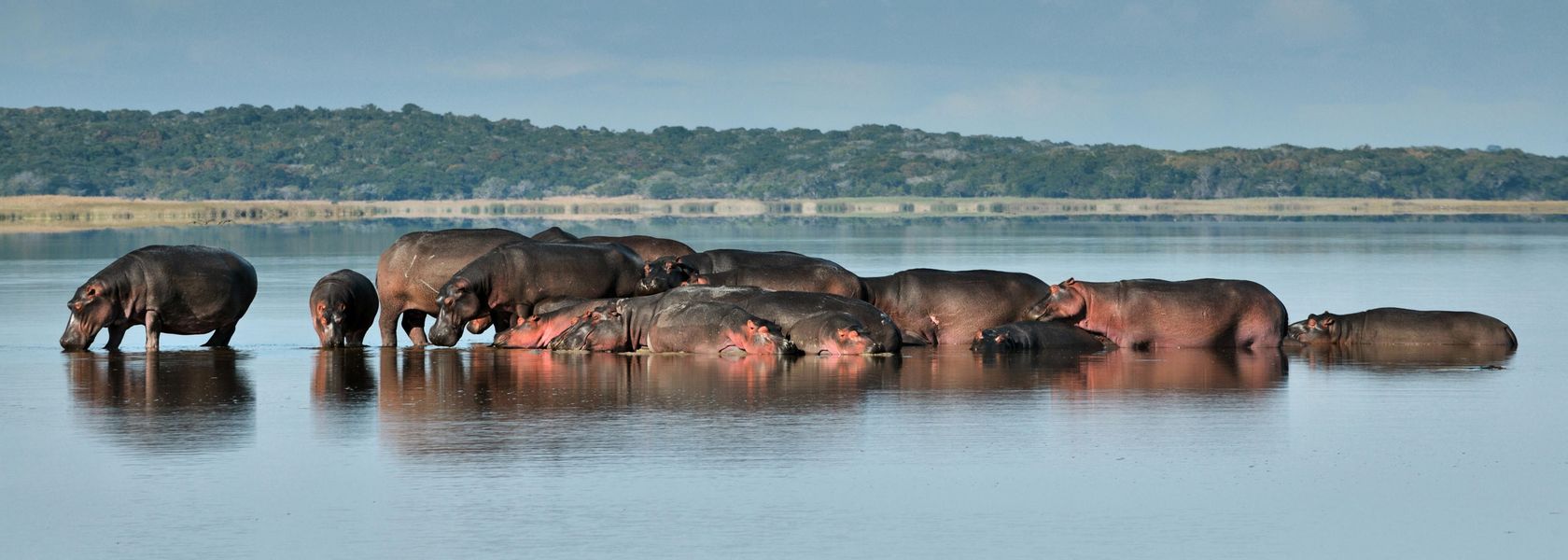 Safari Mozambique in Maputo National Park | Matoke Tours