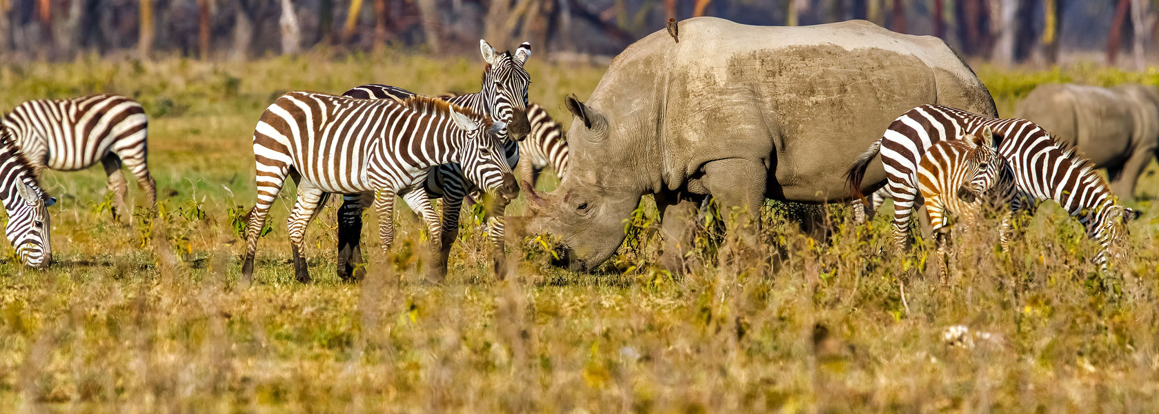 Lake Nakuru National Park - Bezoek Nakurumeer | Matoke Tours