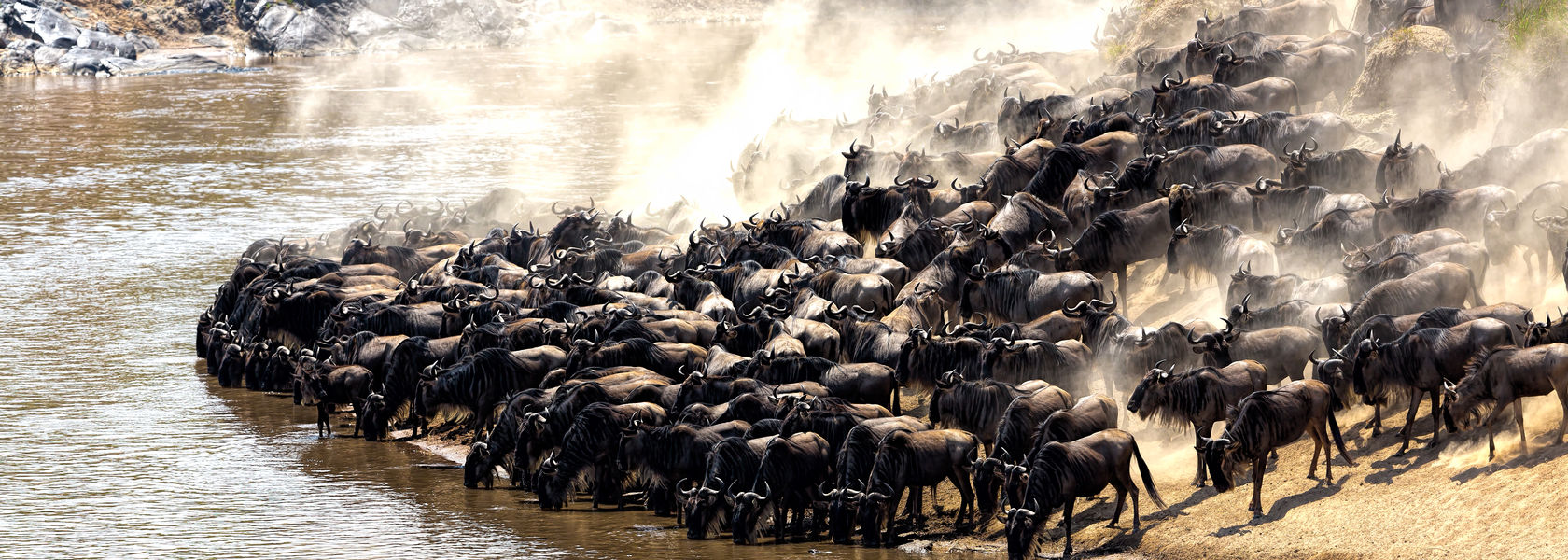 De jaarlijkse Grote Migratie van gnoes en andere grazende herbivoren door het Serengeti-Mara-ecosysteem is een van de grootste spektakels in de natuurlijke wereld. Ongeveer 200.000 zebra's en 500 000 Thomson's gazelle ...en anderhalf miljoen gnoes nemen deel aan deze reis !