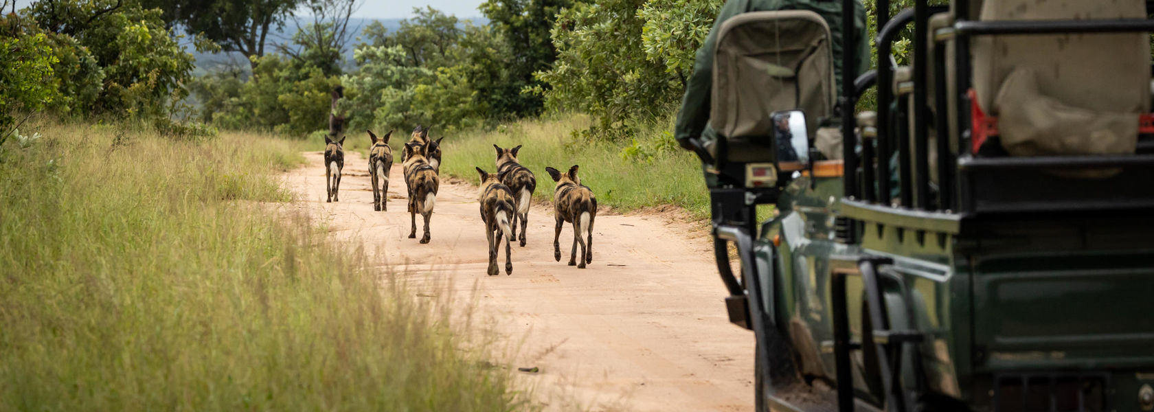 Sabi Sand - Natuurreservaat - Zuid-Afrika - Matoke Tours