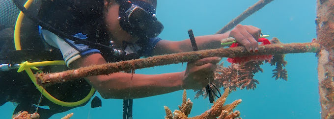 Reefo Divers Diani » Matoke