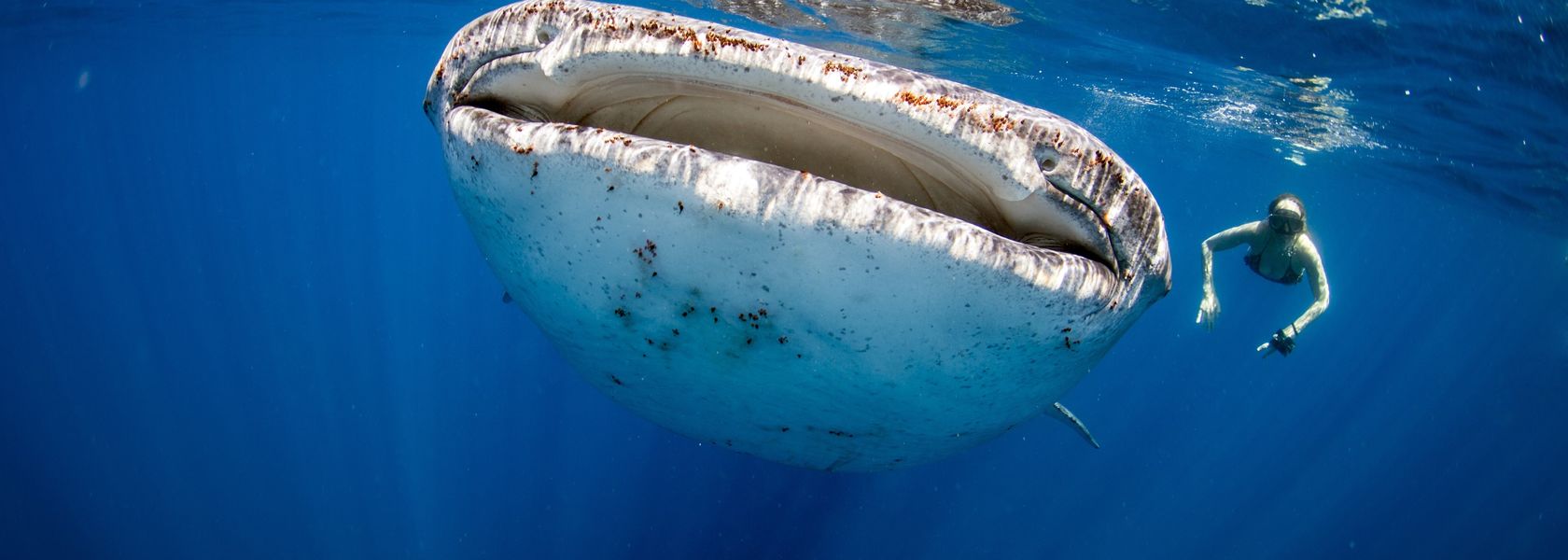 Duiken, snorkelen op Tofo en Inhambane | mooiste stranden Mozambique