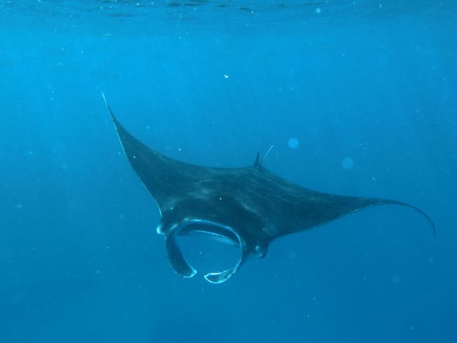 Bezienswaardigheden Comoren - bultrugwalvissen, walvishaaien, snorkelen, duiken
