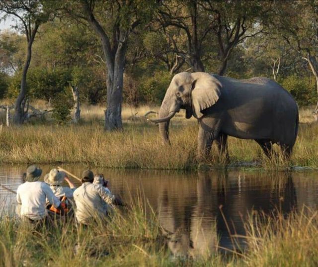 Beste reistijd voor een safari in Afrika | Matoke Tours