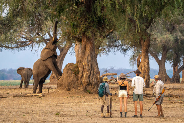 Beste reistijd voor een safari in Afrika | Matoke Tours