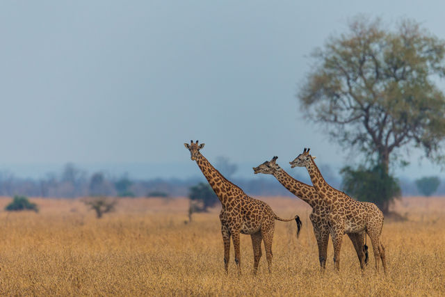 Bezienswaardigheden Zambia - Highlights & Hoogtepunten | Matoke Tours