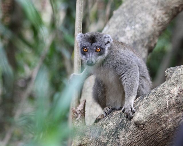 Beste reistijd Madagaskar