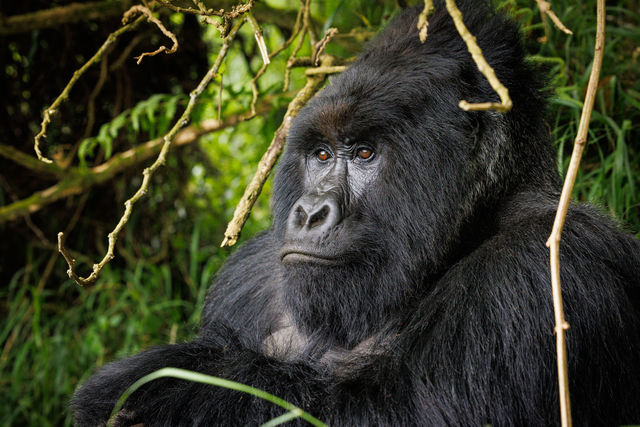 Gorillagroepen in Oeganda » Matoke