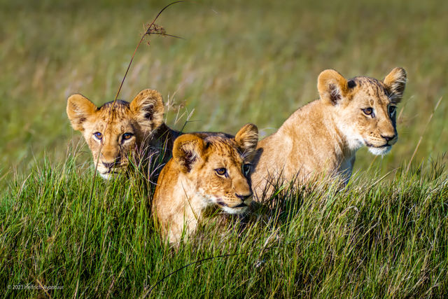 Luxe reis Kenia | Matoke Tours | 12-daagse exclusieve safari